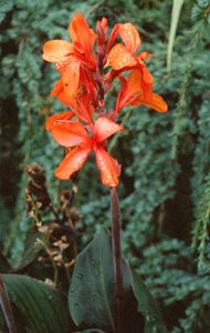 Canna 'Ingeborg'