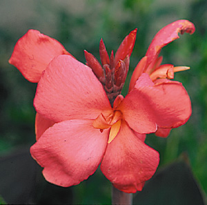 Canna 'Pink Futurity'