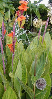 Canna 'Pretoria'