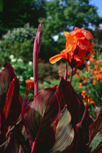 Canna 'Tropicana'