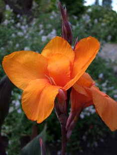 Canna 'Wyoming'