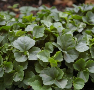 Cardamine trifolia