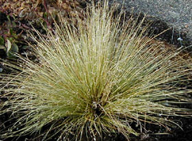 Carex buchananii 'Viridis'