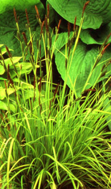 Carex elata 'Aurea' (Bowles Golden)