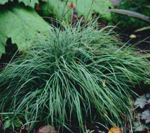 Carex flacca