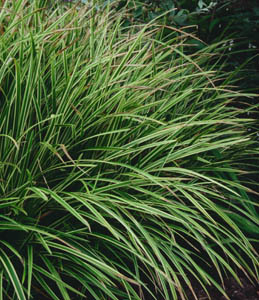 Carex morrowii 'Ice Dance'