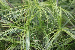 Carex muskingumensis 'Oehme'