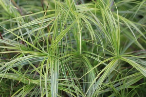 Carex muskingumensis 'Oehme'