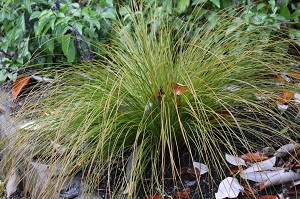 Carex testacea