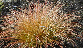Carex testacea