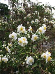 Carpentaria californica 'Elizabeth'