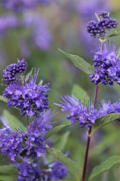 Caryopteris clandonensis 'Dark Knight'