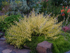 Caryopteris clandonensis 'Worcester Gold'