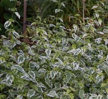 Caryopteris 'Snow Fairy'