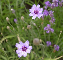 Catananche caerulea