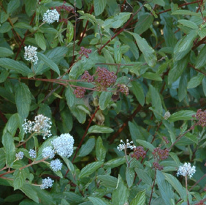 Ceanothus 'Gloire de Versailles'
