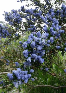 Ceanothus 'Victoria'