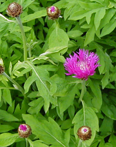 Centaurea hypoleuca 'John Coutts'