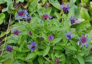 Centaurea montana