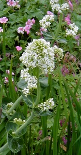 Centranthus ruber 'Albus'