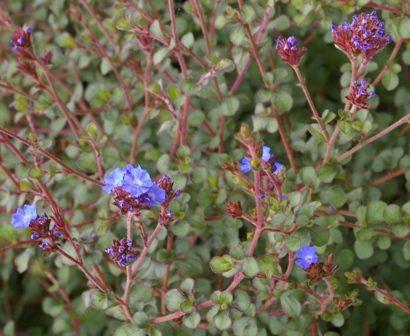 Ceratostigma griffithii