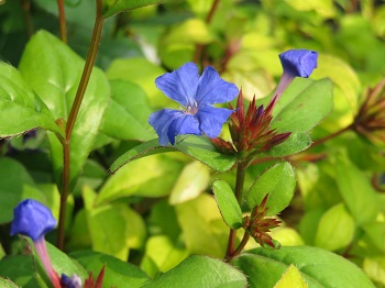 Ceratostigma plumbaginoides