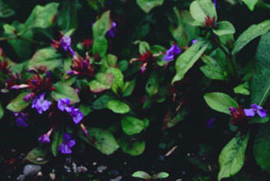 Ceratostigma plumbaginoides
