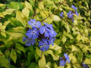 Ceratostigma willmottianum 'Palmgold'