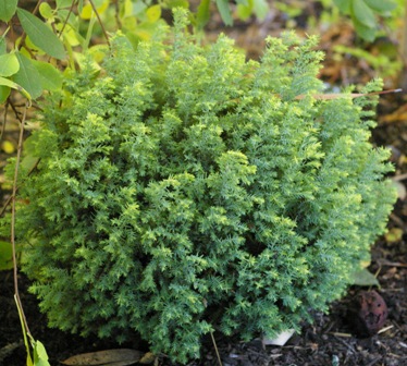 Chamaecyparis lawsoniana 'Treasure Island'