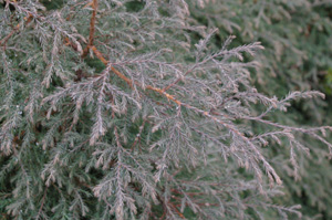 Chamaecyparis nootkatensis 'Variegata'