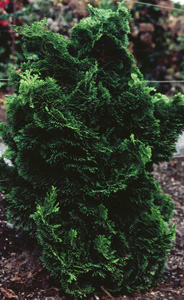Chamaecyparis obtusa 'Nana Gracilis'