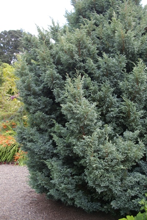 Chamaecyparis pisifera 'Boulevard'