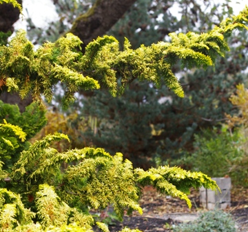Chamaecyparis pisifera 'Lutescens'