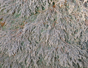 Chamaecyparis thyoides 'Heatherbun'