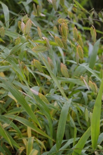 Chasmanthium latifolium