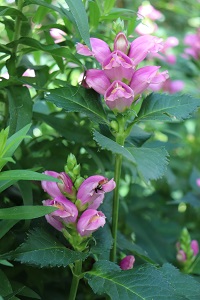 Chelone obliqua