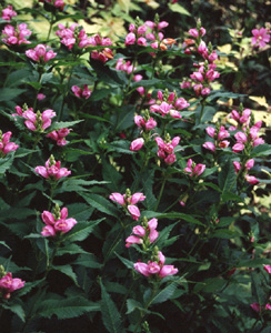 Chelone obliqua