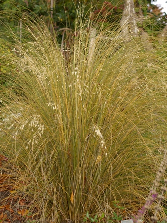 Chionochloa rubra