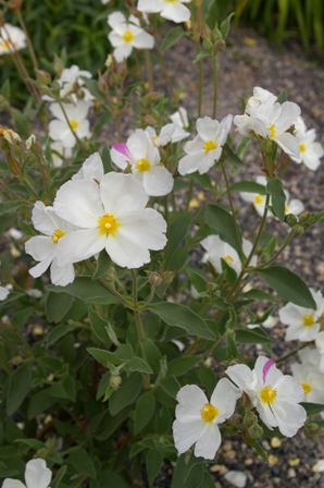 Cistus argenteus 'Paper Moon'