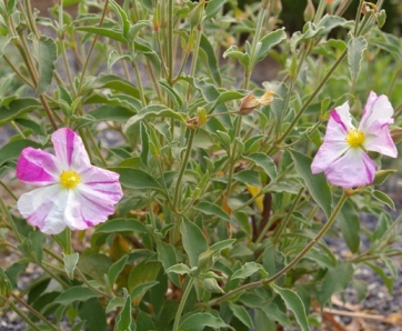 Cistus argenteus 'Stripey'