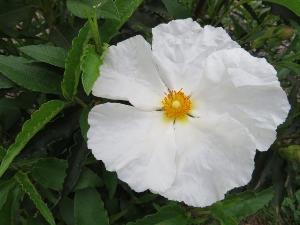 Cistus 'Blanche'