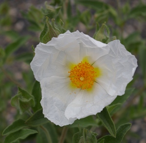 Cistus canescens 'Albus'