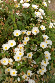 Cistus corbariensis