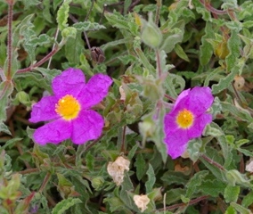 Cistus creticus ssp. creticus 'Lasithi'