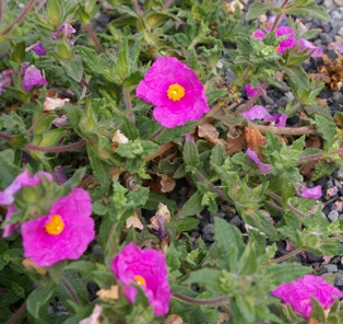 Cistus crispus 'Decanso'