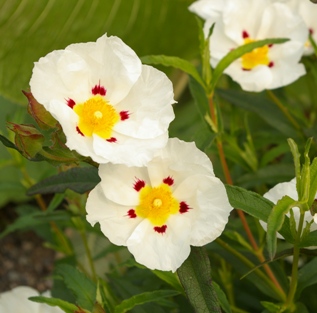 Cistus dansereaui 'Jenkyn Place'