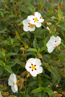 Cistus 'Jessamy Beauty'