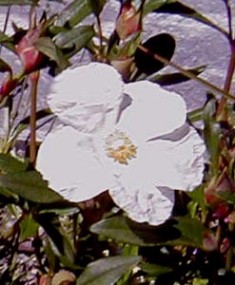 Cistus laurifolius