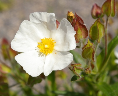 Cistus 'Little Gem'