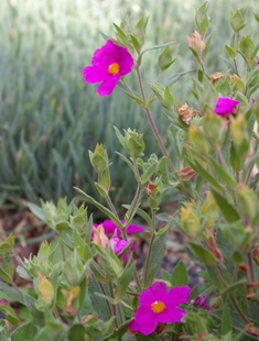 Cistus pulverulentus 'Sunset'